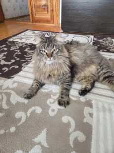 Крупный молодой котик ищет дом