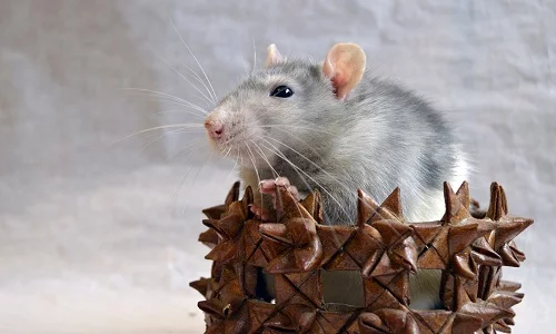 Домашние крысы – отличный питомец для любого возраста