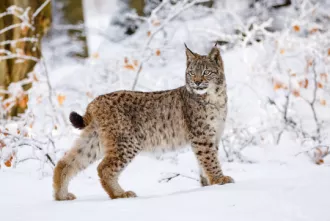 Житель Бобруйска застрелил рысь. Возбуждено уголовное дело