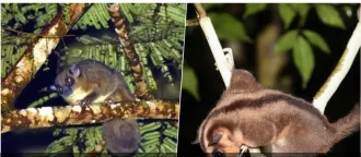 Нашли животных, считавшихся вымершими 6000 лет назад