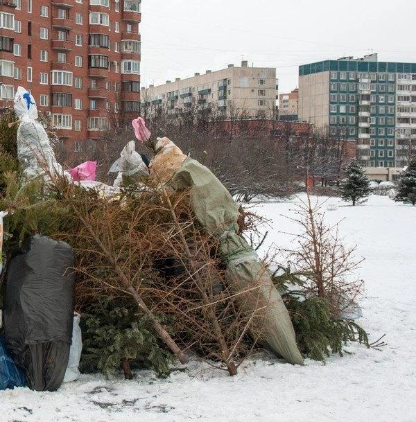 До 37 тысяч рублей может составить штраф за выброшенную елку в неположенном месте
