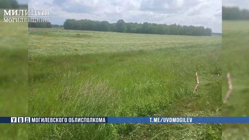 Наркоконтроль Бобруйска ликвидировал крупный участок дикой конопли