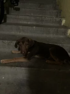 Собачка потеряшка