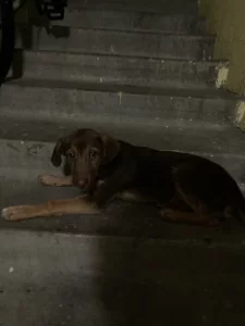 Собачка потеряшка