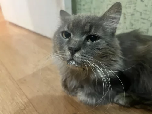 Найден кот
