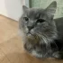 Найден кот