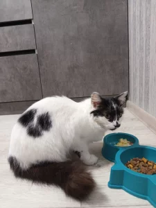 Найдена кошка