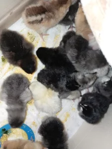 Цыплята суточные домашние