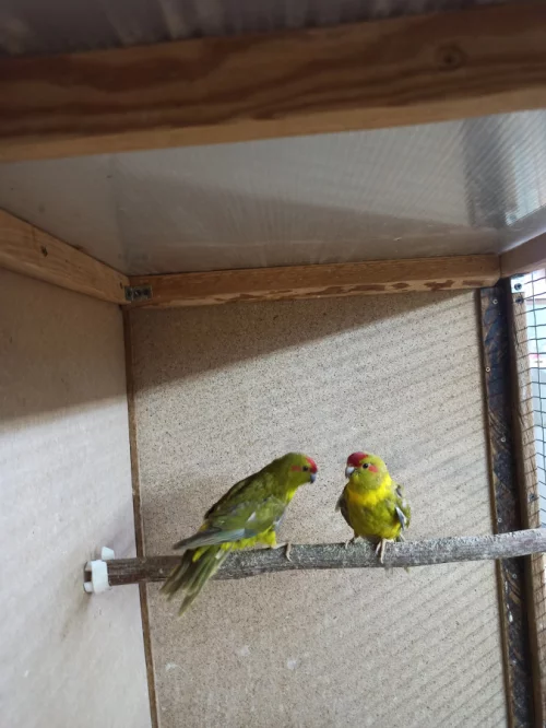 Попугаи какарики