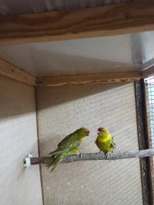 Попугаи какарики