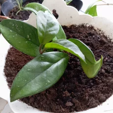 Замиокулькас,  хойя