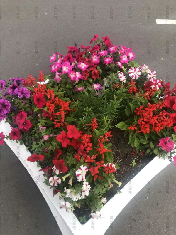 Где еще в городе столько ухоженных цветов?20 школа !!!