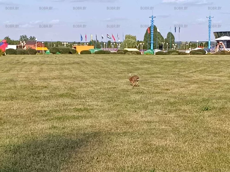 Заяц! На ледовом дворце
