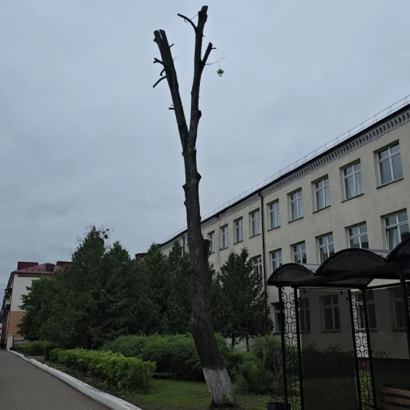 Подрезка дерева у двадцать седьмой школы