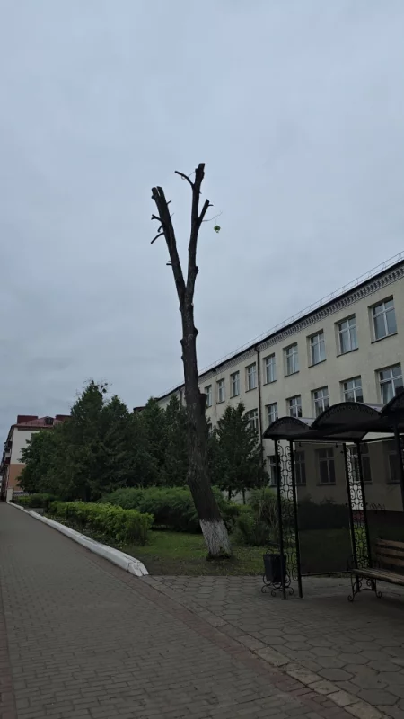 Подрезка дерева у двадцать седьмой школы