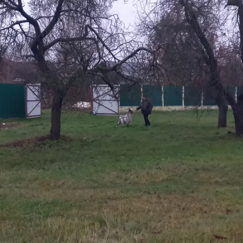 выгуливать коз в городе, строго с музыкой