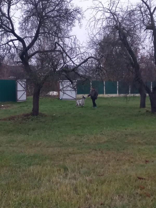 выгуливать коз в городе, строго с музыкой