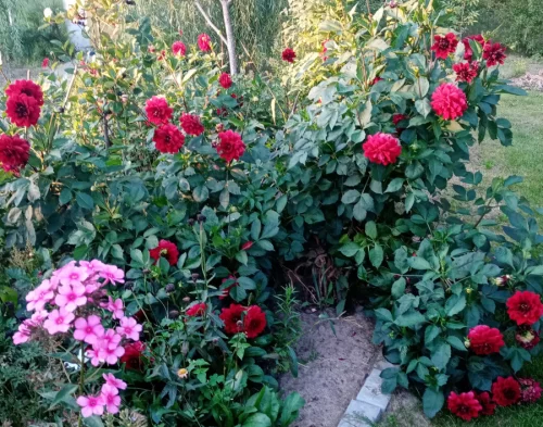 Клубни георгинов, герани