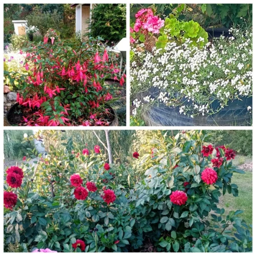 Клубни георгинов, фуксии