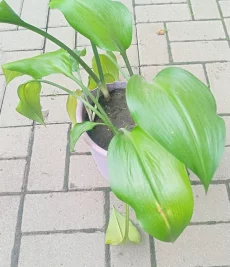 Эухарис