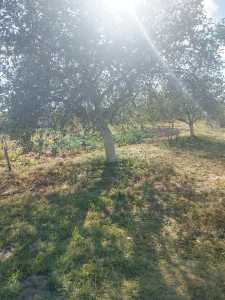 Дачу в деревне Бабино