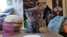Ищет дом очаровательная котёнок-девочка