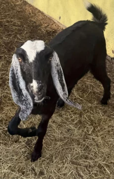 Козочка камори/нуб