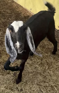 Козочка камори/нуб