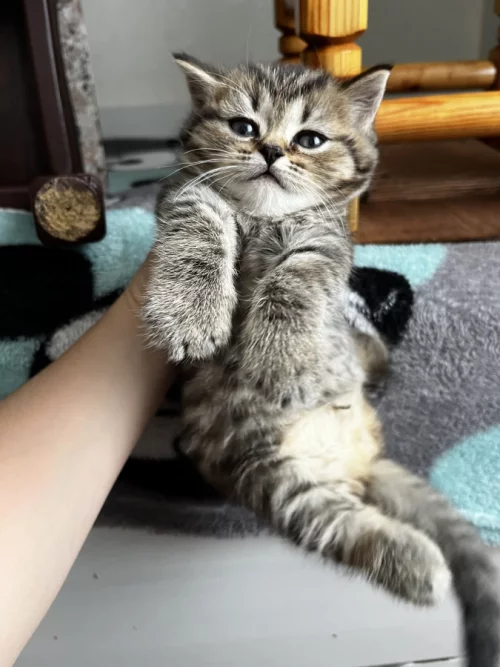 Шотландские котята