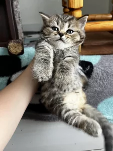 Шотландские котята