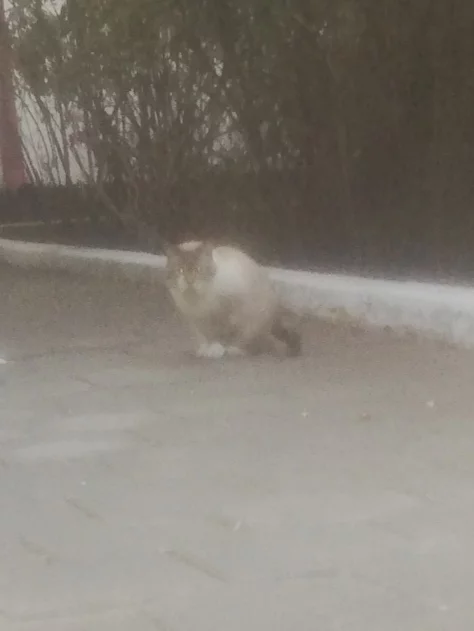 Поиск хозяина