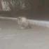 Поиск хозяина