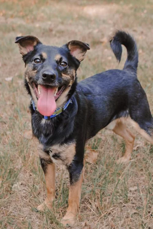 Молодой кобель небольшого размера