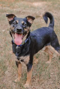 Молодой кобель небольшого размера