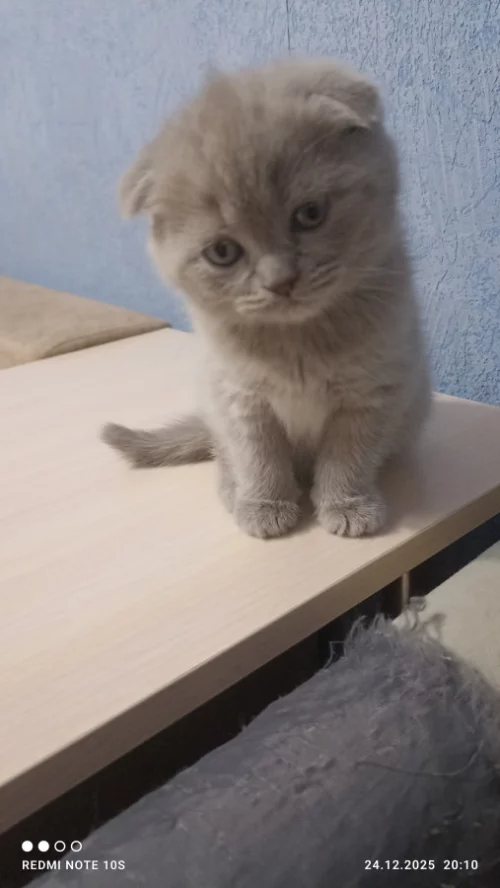 Шотландские котята