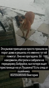 Найдена собака