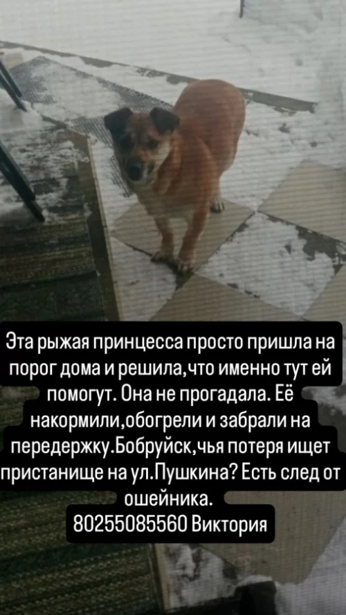 Найдена собака