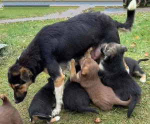 Отдам в добрые руки