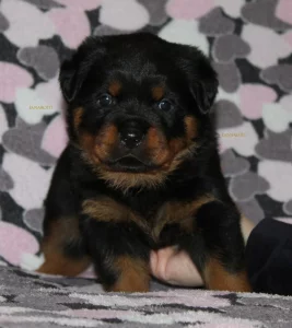 Щенки ротвейлера
