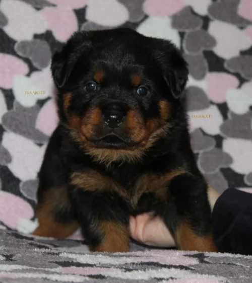 Щенки ротвейлера