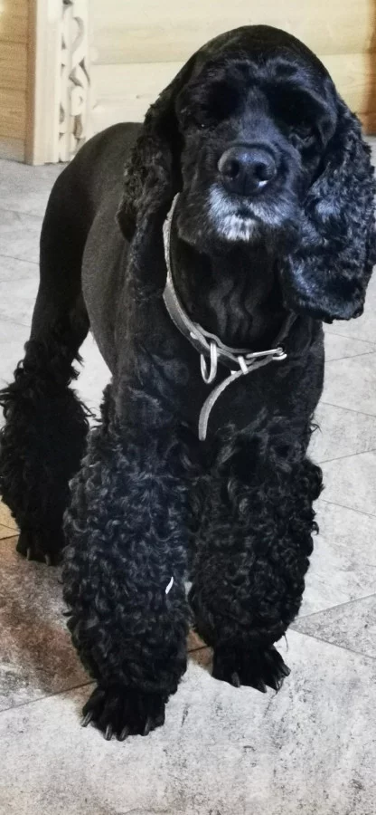 Спаниэль отдам бесплатно