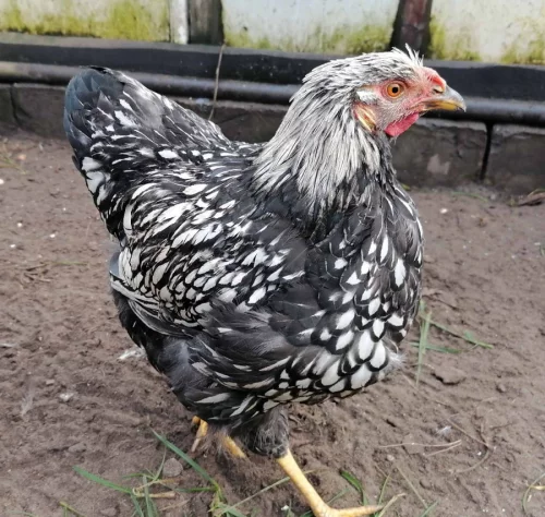 Молодой петушок виандонт