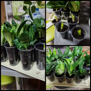 Сансиверия