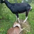 Дойная коза