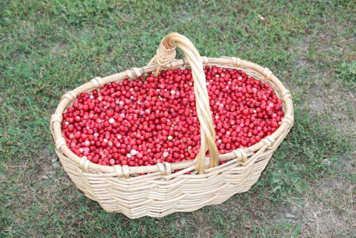 Брусника свежая