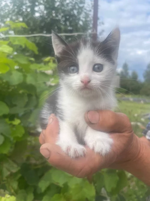 Котята ищут дом