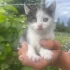 Котята ищут дом