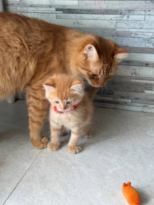 Котята, бесплатно