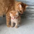 Котята, бесплатно