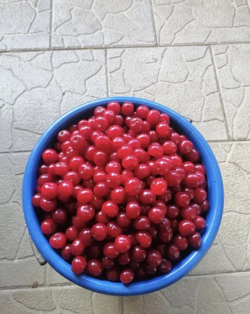 Домашняя вишня крупная